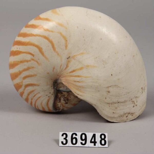 Shell