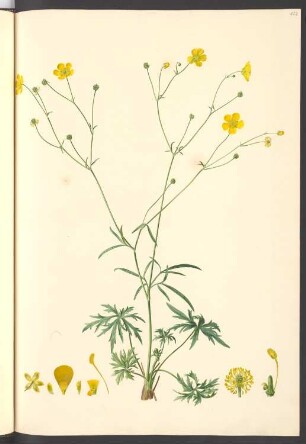 Ranunculus napellifolius, Blatt 652