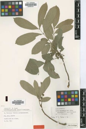 Guarea fiebrigii C.DC. [isotype]