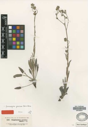Omphalodes persica Boiss. [type]