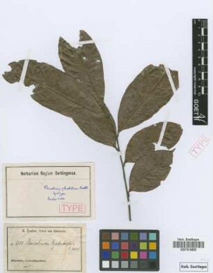 Placodiscus leptostachys Radlk.