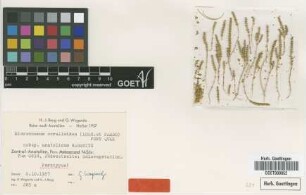 Microcnemum coralloides (Loscos & Pardo) Font Quer subsp. Wagenitz anatolicum[paratype]
