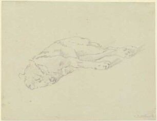 Schlafender Wolf