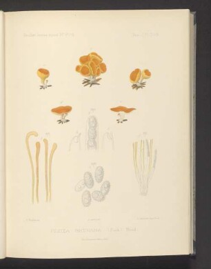 Peziza Rhenana