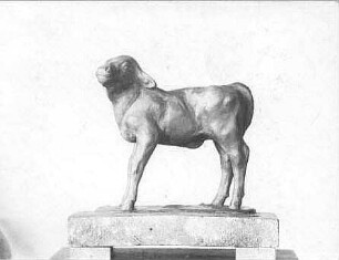 Kälbchen (Simmenthaler Kälbchen)