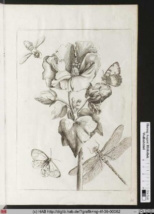 Fünfblätterichte rosa Sinensis.