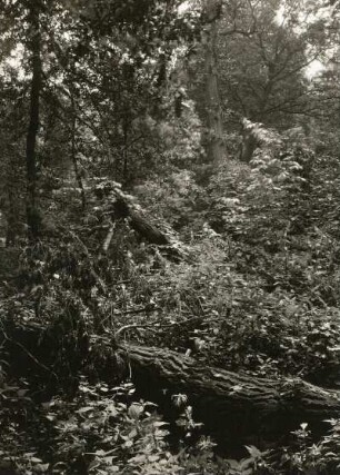 Pillnitzer Elbinsel. 1926 durch Hochwasser umgestürzte Bäume