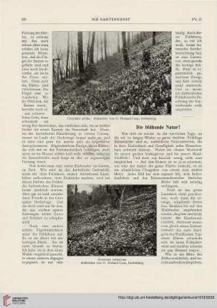15: Die blühende Natur!