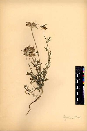 Ranunculaceae Nigella ciliaris Candolle, Augustin Pyramus de (1778 - 1841)