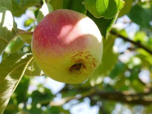 Apfelbaum Sorte: Rheinischer Winterrambur - Baum 100