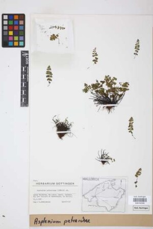 Asplenium petrarchae