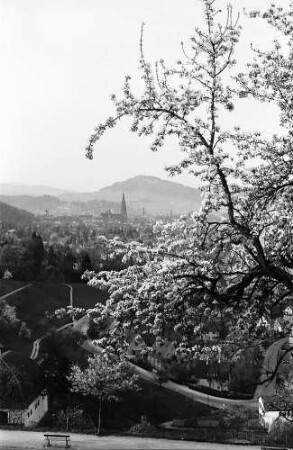 Blick auf Freiburg mit Schönberg durch die Blüten der Eichhalde mit rundem Blütenzweig im Bild