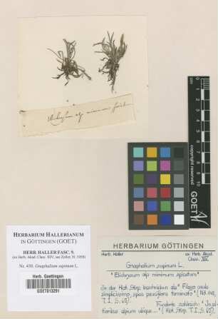 Gnaphalium supinum L.