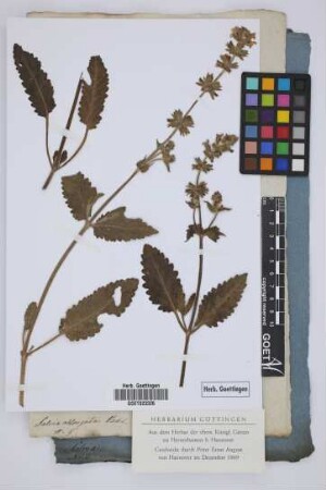 Salvia oblongata Vahl