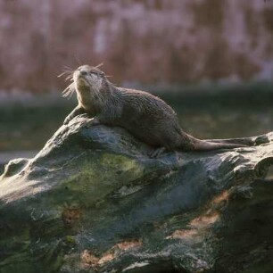 Fischotter (Lutra lutra)