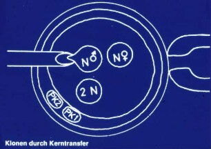 Klonen durch Kerntransfer