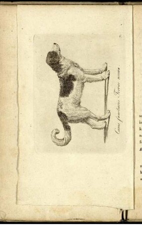 [6] Canis familiaris Terrae novae