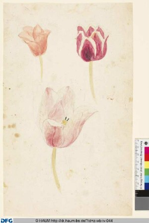 Studie einer Tulpe und ihrer Blüte
