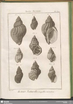 Pl. 399. Buccin. Buccinum