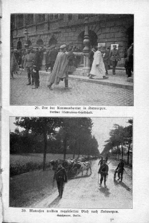 30. Matrosen treiben requiriertes Vieh nach Antwerpen.