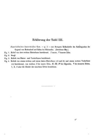 Erklärung der Taf. III.