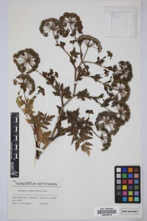 Tinguarra cervariifolia (DC.) Parl.