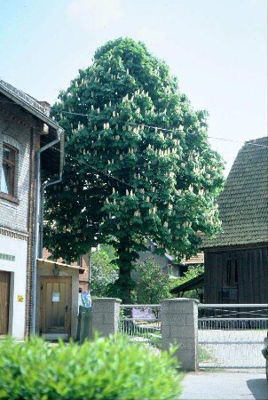Hof mit blühendem Kastanienbaum