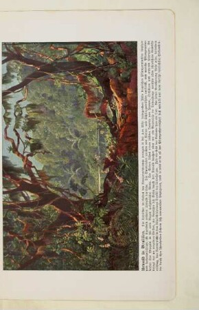 Urwald in Brasilien