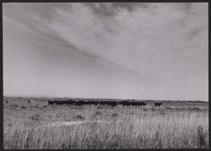 Wilde Rinderherde in der Camargue