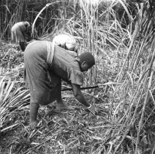 Frauen der Bubi : Aufnahme mehrerer Frauen der Bubi, die mit Macheten ein Feld bearbeiten.