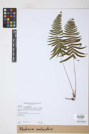 Blechnum malacothrix Maxon & C.V. Morton
