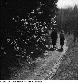 Privataufnahmen der Familien Höhne oder Pohl (unter anderem Radwanderung) und Buschwindröschen (Anemone nemorosa) in einem Seitental der Elbe