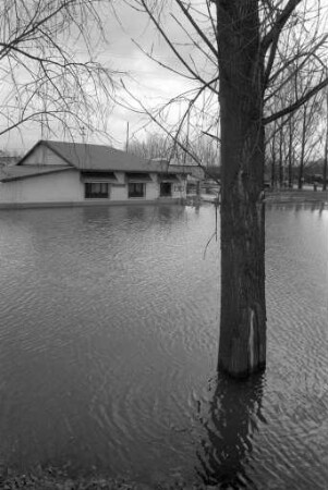 Rheinhochwasser
