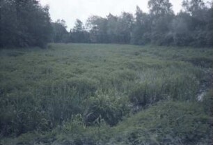 Mühlenteich: mit Schilf und Wasserpflanzen
