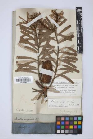 Banksia marginata Brown