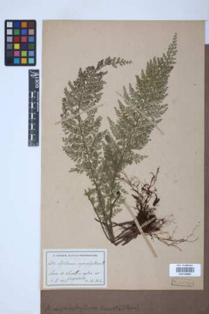 Asplenium myriophyllum