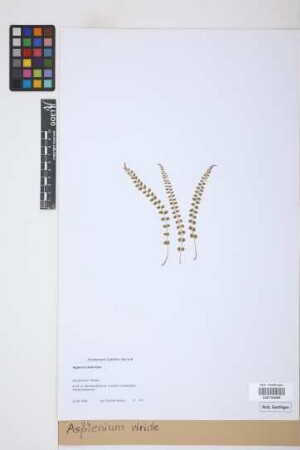 Asplenium viride Huds.