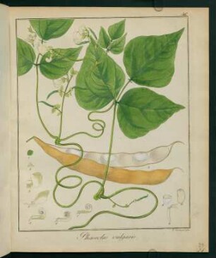 21r, Phaseolus vulgaris