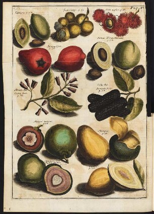 Der orientalisch-indianische Kunst- und Lust-Gaertner das ist: eine aufrichtige Beschreibung derer meisten indianischen als auf Java Major, Malacca und Jappon, wachsenden Gewuerz-, Frucht- und Blumen-Baeume wie auch anderer raren Blumen, Kraeuter- und Stauden-Gewaechse, sampt ihren Saamen : Vom Baum Mangas (Mango). Tafel zu Seite 83 aus: Meister, George: Der orientalisch-indianische Kunst- und Lust-Gaertner das ist: eine aufrichtige Beschreibung derer meisten indianischen als auf Java Major, Malacca und Jappon, wachsenden Gewuerz-, Frucht- und Blumen-Baeume wie auch anderer raren Blumen, Kraeuter- und Stauden-Gewaechse, sampt ihren Saamen...Dresden: Johann Riedel, 1692. Dresden: SLUB Botan.796