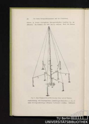 Fig. 19. Junge Flügelpyramide am Ende des ersten Jahres nach der Pflanzung.