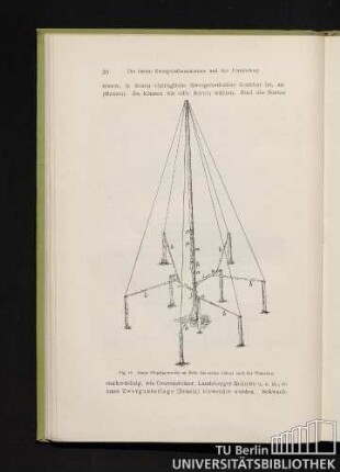 Fig. 19. Junge Flügelpyramide am Ende des ersten Jahres nach der Pflanzung.