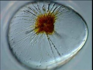 Bioluminescence and Diurnal Rhythmicity in Dinoflagellates