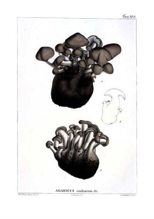 Tav. XVI. Agaricus coalescens Viv.