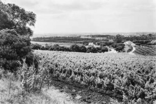 Panoramaaufnahme : Panoramaufnahme der südwestlichen Hügel von Algier mit Orangen-, Wein- und Getreidefeldern.
