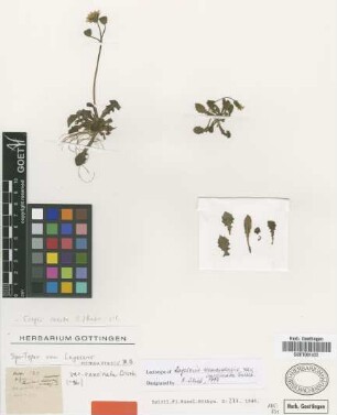 Lagoseris nemausensis M.Bieb. var. runcinata Griseb.[syntype]