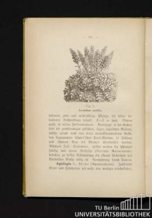 Fig. 1. Aeanthus mollis.