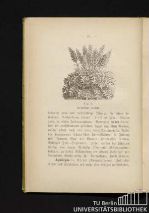 Fig. 1. Aeanthus mollis.