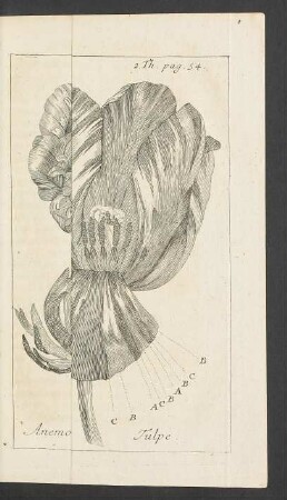 Tafel: Anemone. Tulpe.