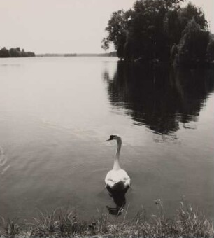 Fotografie eines Schwanes auf dem Großen Müllroser See.