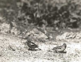 Buchfink (Fringilla coelebs L.). Weibchen und Männchen bei der Nahrungssuche